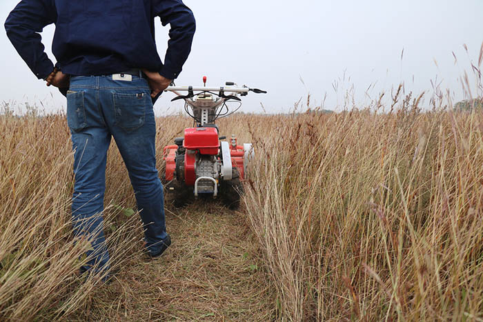 碎枝除草机-干草粉碎还田演示